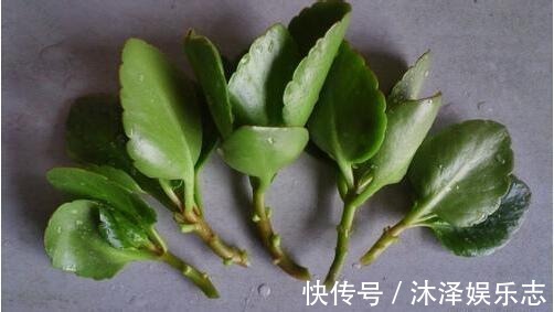 梳子居然也能养花把蟹爪兰插上去,蹭蹭冒白根!