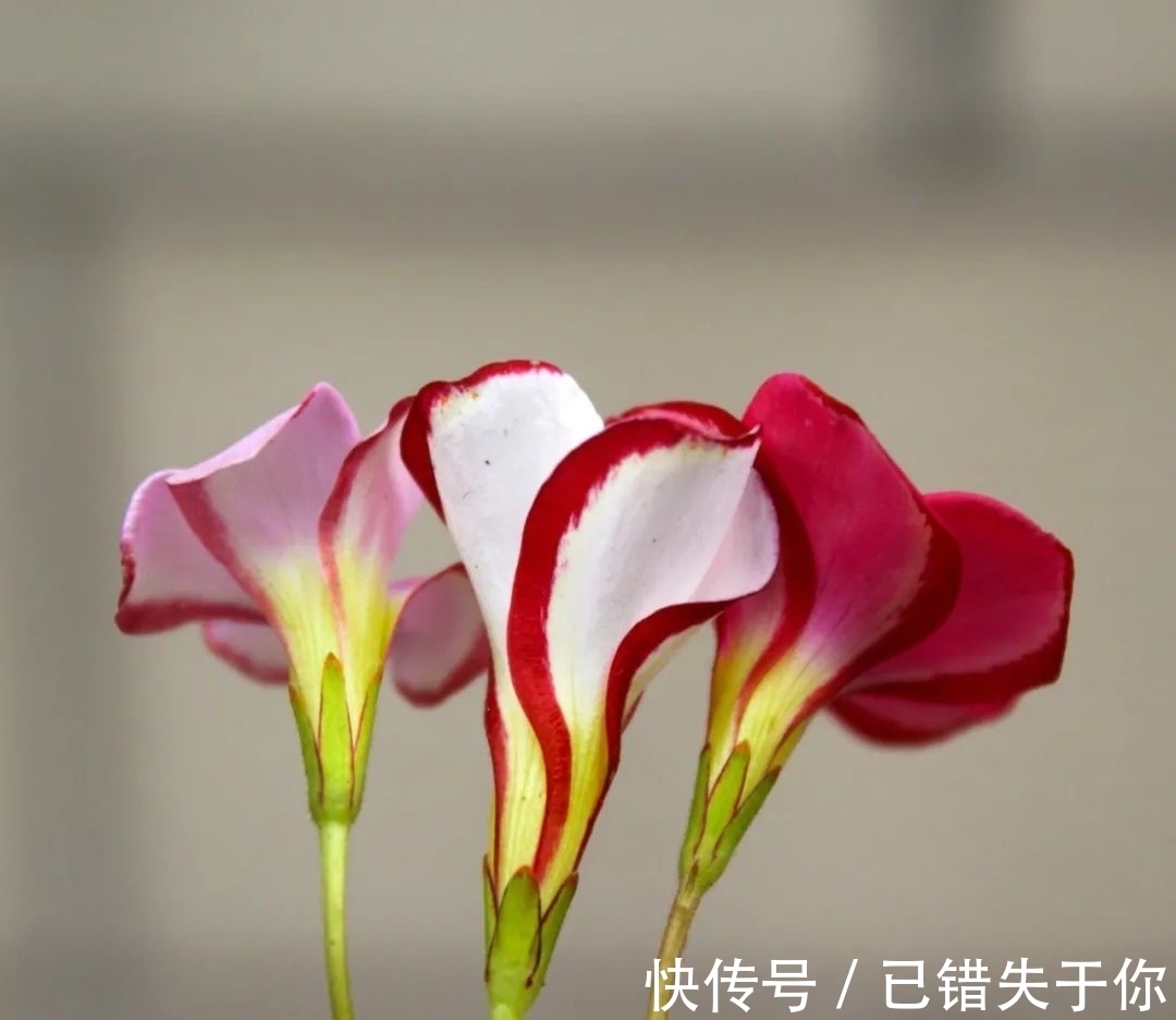 桃之辉|温度越低，颜色越深，可与桃花相较的光叶酢浆草你见过吗？