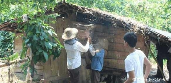 无人问津|农村山里采摘的这美味无人问津,城里人上百元一斤却被抢着买!