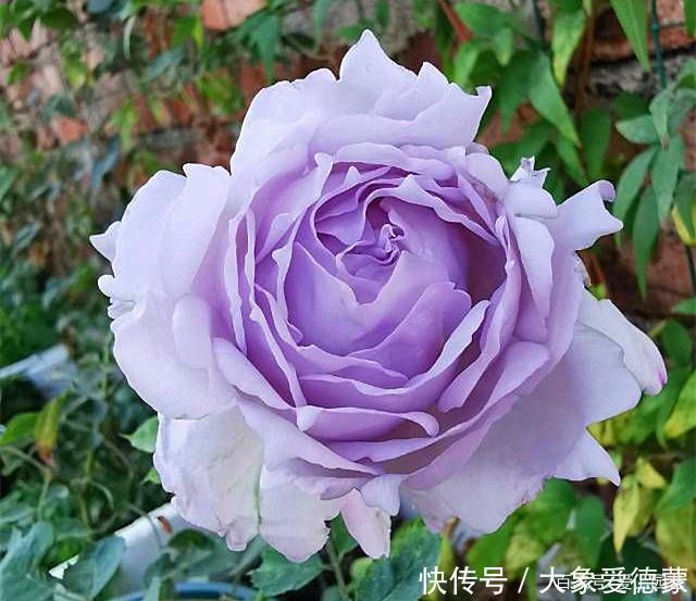 花朵|“河本女士,你的月季飞起来了!”聊聊那些仙到飞起的河本月季