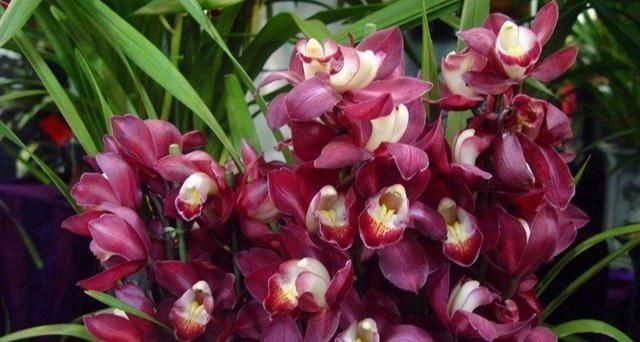 美过荷花，香过桂花，一年四季花开不断，连玫瑰都自愧不如