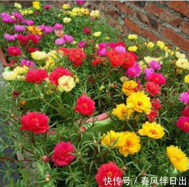 4种花看一眼就难忘,楚楚动人,花期超长,给你一片花海!