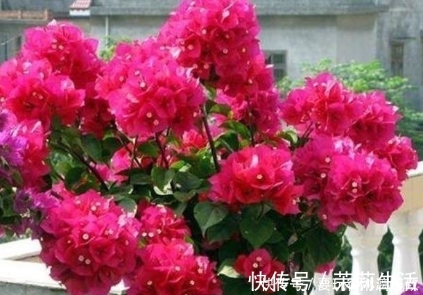 几款植物堪称懒人花,花期长易打理,盛开时繁花似锦,美轮美奂