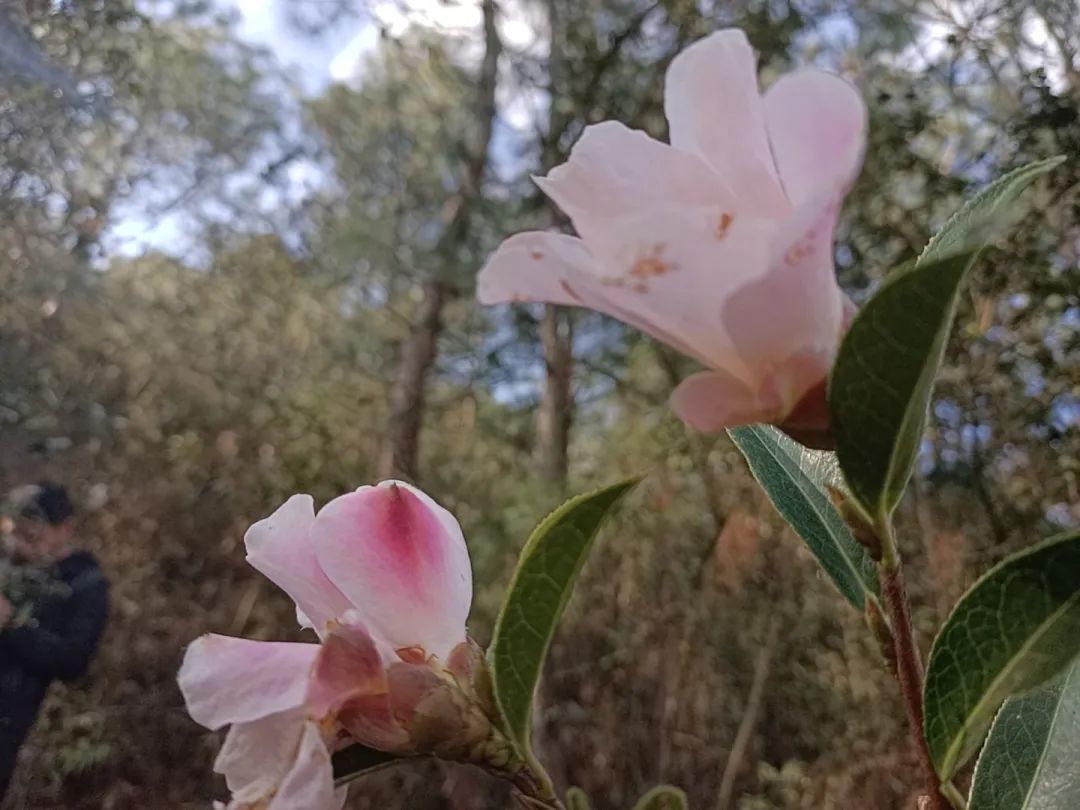 美丽晋宁：春回大地，大庄村山茶花开