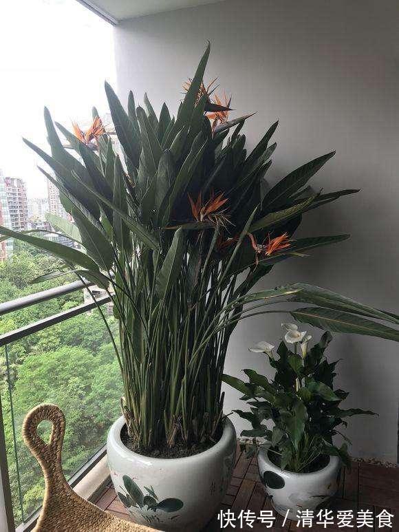 龙骨|室内想养“大盆镇宅花”,建议从这10种里面选,听名字就很霸气