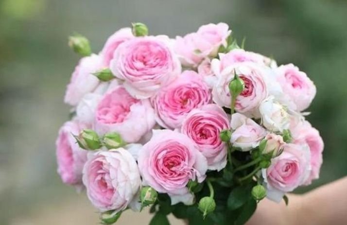 4种花是“开花大户”,一次开放100朵,鲜艳夺目,花朵美艳迷人