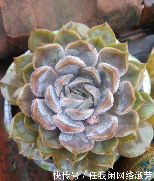 养多肉,不讲究,风风雨雨,依然安好