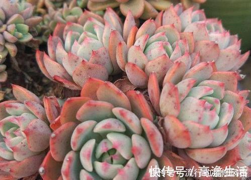 多肉|单头多肉如何变多头？最简单的打开方式，新手也会！