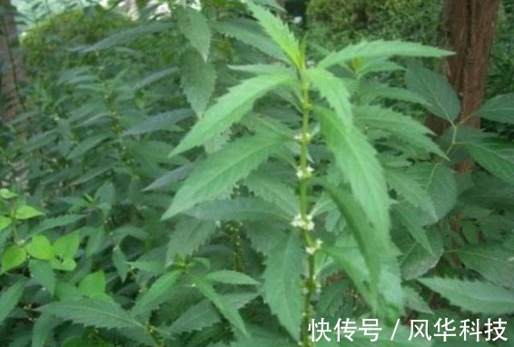 野草|农村的一种“野草”比“人参”更有营养,它的根是最稀有的