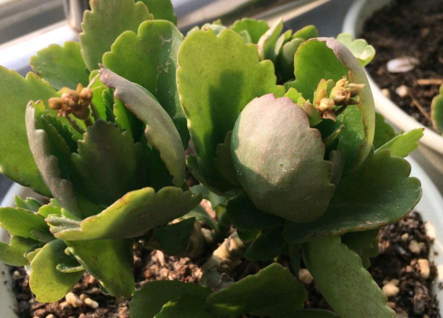 植物盆栽僵苗不长新叶，该怎么办？从这5方面下手，轻松搞定