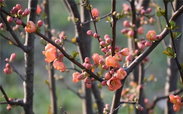 老年|“森林春花图”徐徐展开 申城进入春花观赏季