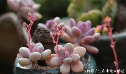 绿萝|厉害了!这12个养花技巧超级实用,新手花友别错过哦!