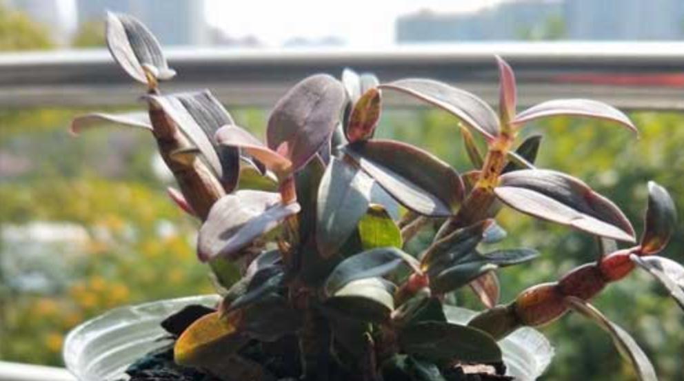 山里有种救命仙草，现在可以盆栽种在家，你了解过嘛