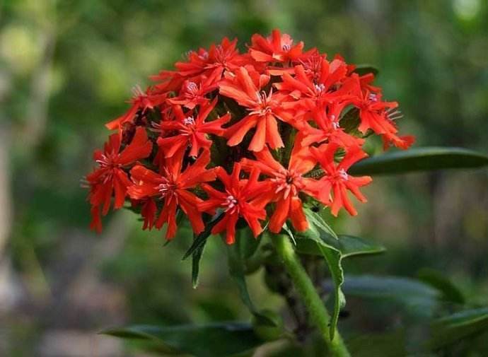 此花鲜艳而优雅,在阳光的照耀下显得更加显眼夺目,象征孤独的美