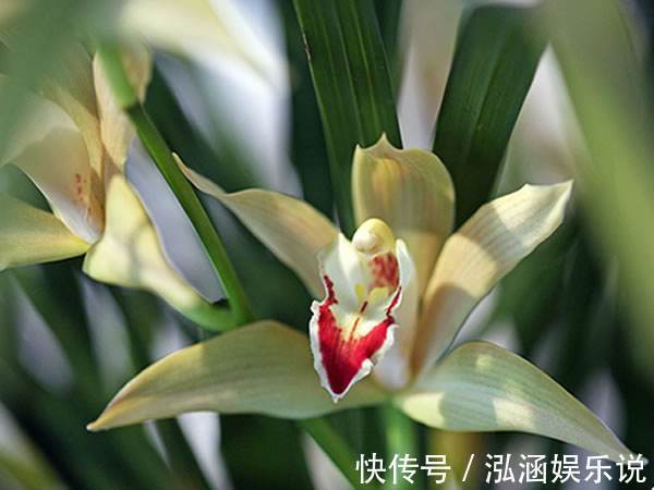 公正#此花姿态优美,色泽丰富而艳丽,被赋予了公平公正的含义