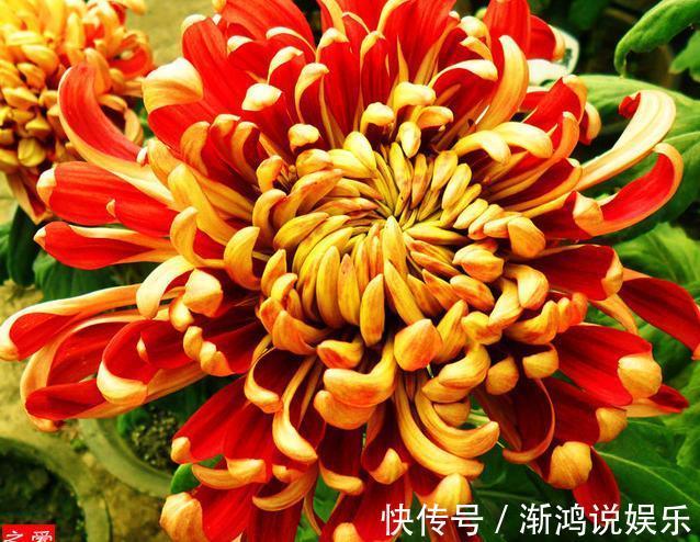 万山红遍|喜欢菊花，不如养盆“菊中珍品”万山红遍，似金缕玉衣，妩媚娇羞