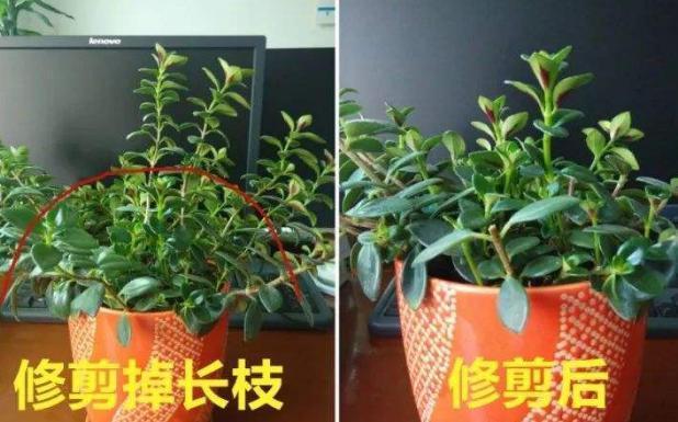 花土|入冬后，怎么养好金鱼花注意前4点就能叶片油绿、花开满盆