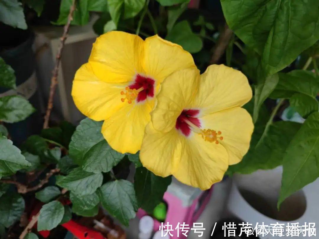 9个开花劳模，施肥不能停，不然越养越差劲