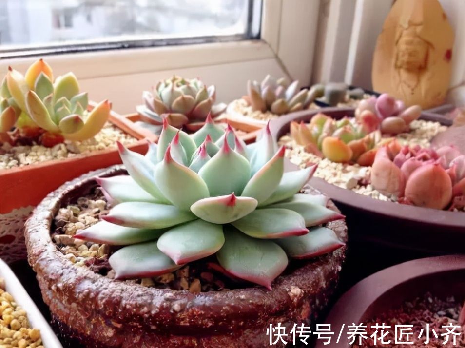 冬季养多肉有“5怕”,如果不避开,烂根化水很正常