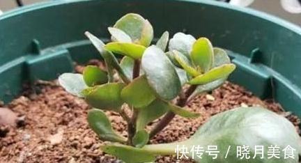 养花土不会消毒，教你3招常用土壤消毒小技巧，快试试吧