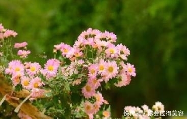 李商隐描写落花的两首诗,演绎生活精彩,满溢人间真情