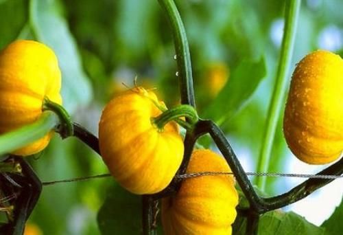 营养|中年人推荐多吃三种食物,营养丰富、滋润肌肤,越吃越年轻!