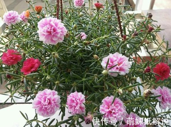 养花坏习惯''害了''家里的盆栽摆脱4个臭毛病,个个越长越旺