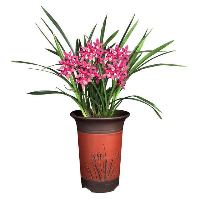 花大浓香的兰花，开花量最多，花色艳丽，每年多季开花，容易服盆