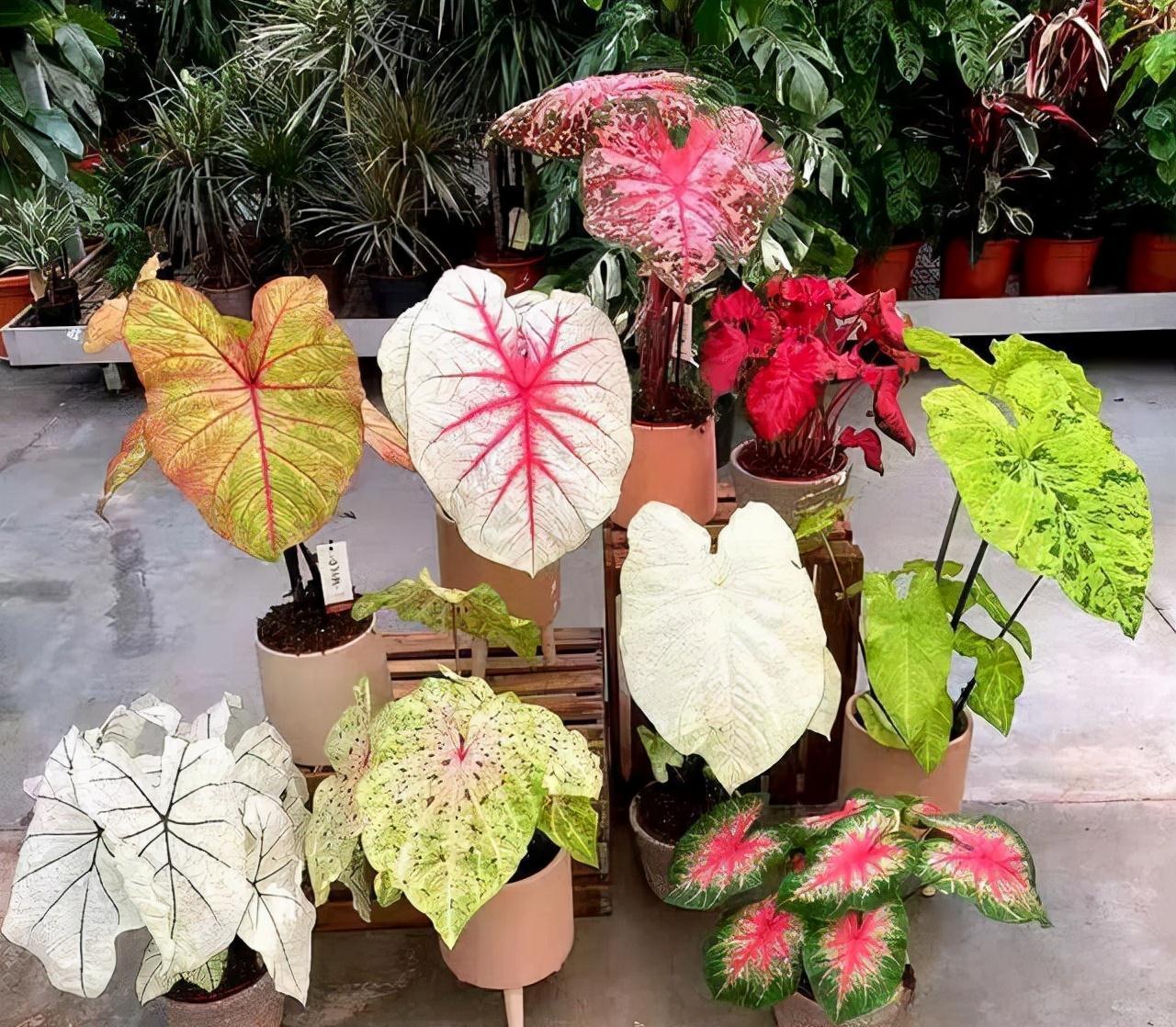 16种耐阴花,就算阳光不足,也能年年生长、开花