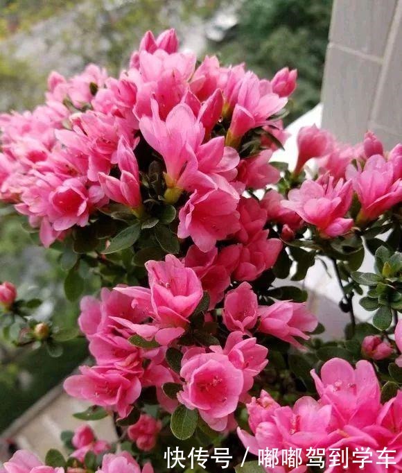 公认“最难养”的3种花，养一盆死一盆，看看你家有没有！