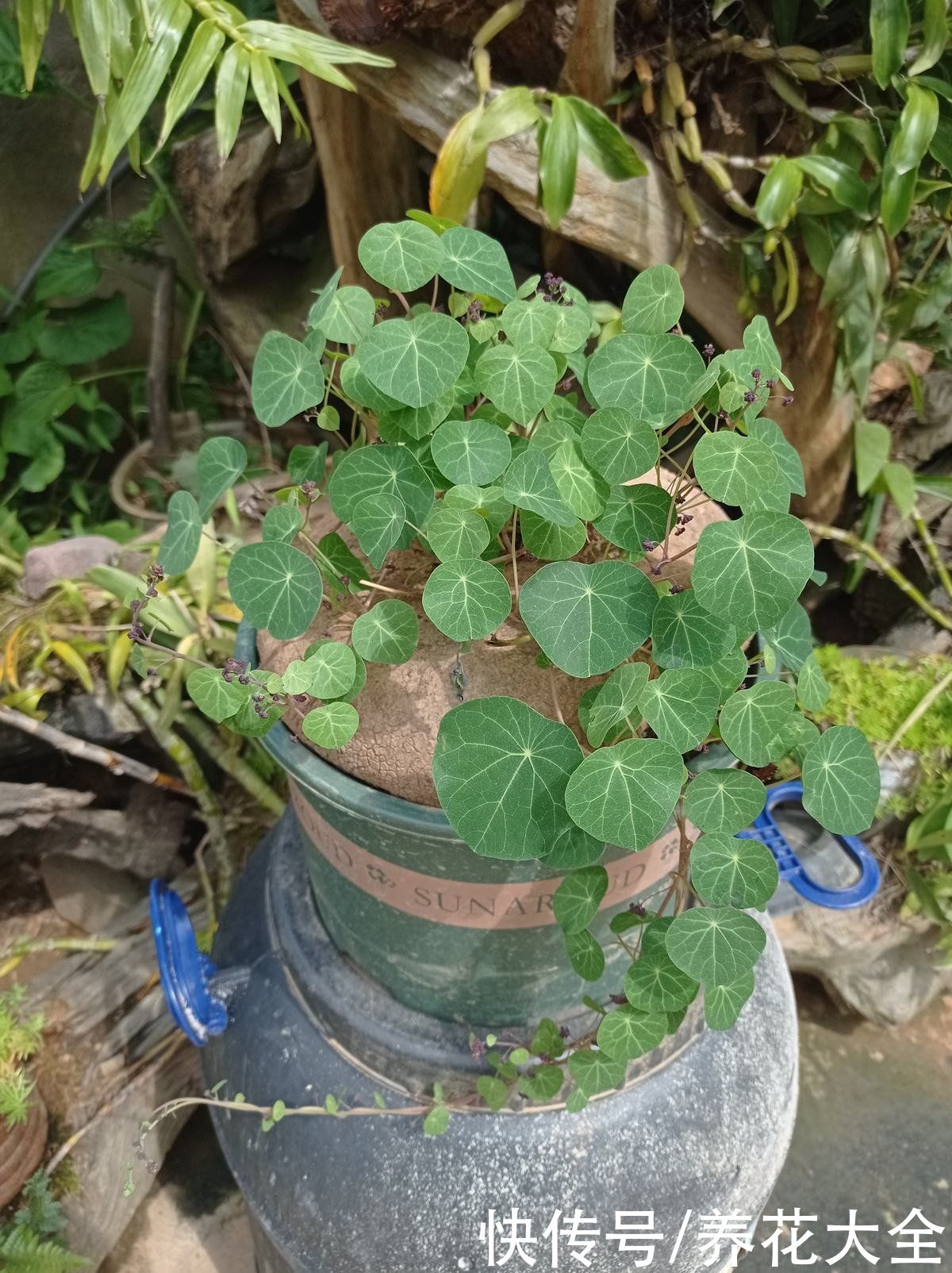 适合新手养的爬藤花，春天养在向阳处，藤条爬满墙