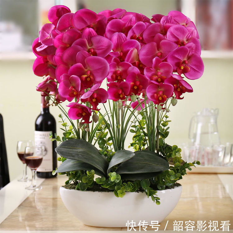 大花蕙兰|4种花漂亮又好养,比牡丹好看,开花爆盆很简单,给点水就疯长