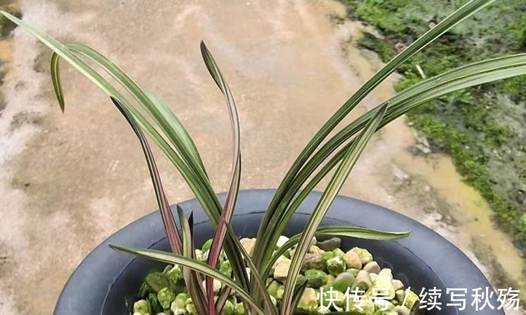 四川九寨沟出产的一颗蕙兰堪称稀世之宝，叶片有七种颜色