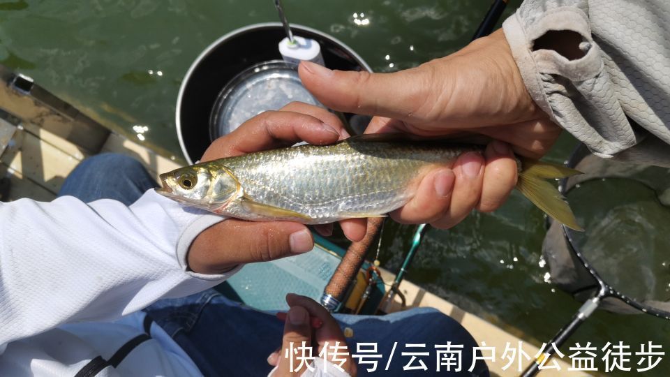 柴石滩水库体验新钓棚,三人钓一窝,钓获20斤米级草鱼,太过瘾了