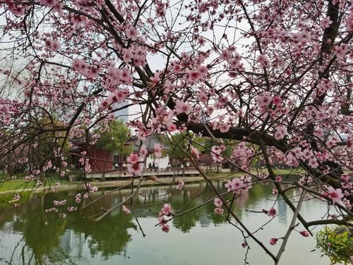 老年|长沙市中心的梅林，2万平米500株梅花盛开，比省植物园还美