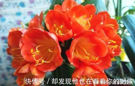 凤仙花|3种花特别适合养客厅，一开就是300多天，关键好养又漂亮！