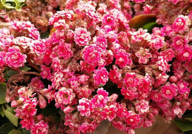 长寿花开成一个大“灯笼”,是怎么做到的?5个要点,缺一不可