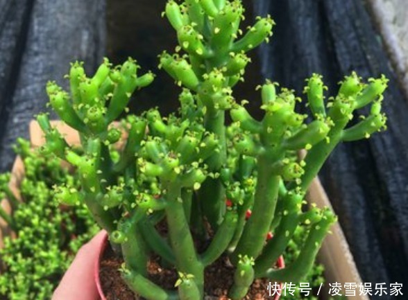 毒性|家里不能养的4类绿植,白送都不要,有钱人都懂,你还傻傻往家买