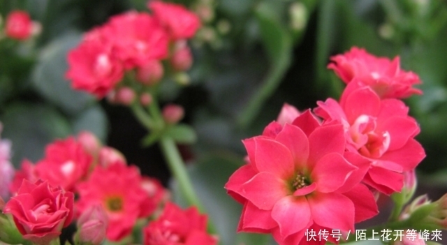 天竺葵|这种植物全年开花,很容易扦插成活,插到土里就能生根