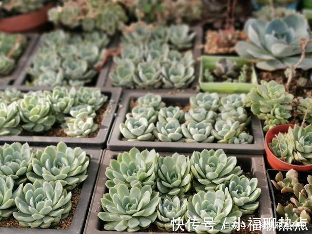 这10种多肉不太好养，爱黑腐、化水，养起来没有成就感