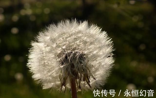 爱意|8月底，暖风洋溢，花开枝头，爱意出口，爱情开花结果的四大星座