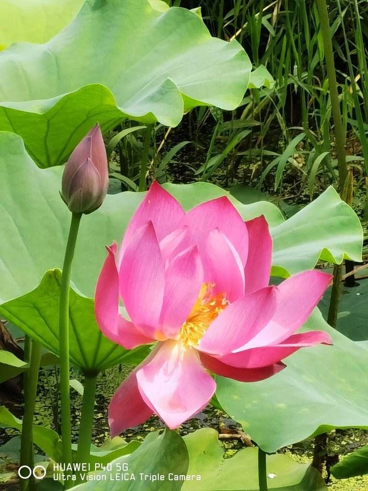 寒衣节&青未了/寒衣节思念逝去的亲人