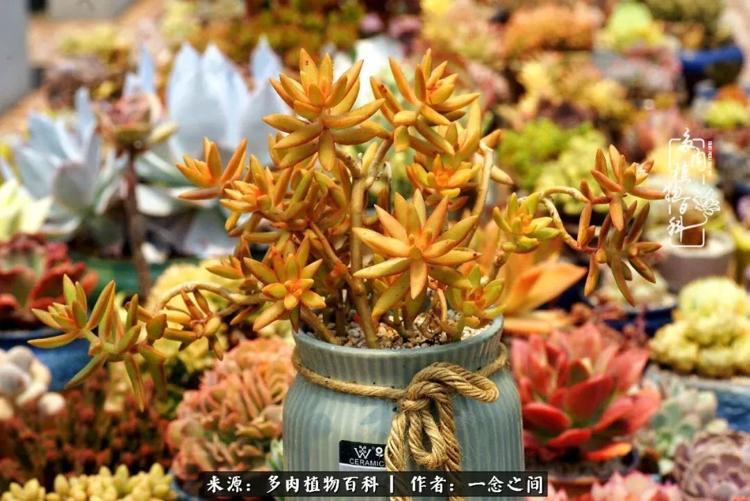 群友聊多肉没有最二只有更二,爆笑百科二群的二货二事!