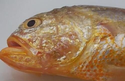 介绍的则|全球“最名贵”的6种鱼,最高一公斤卖16万,有钱也吃不起