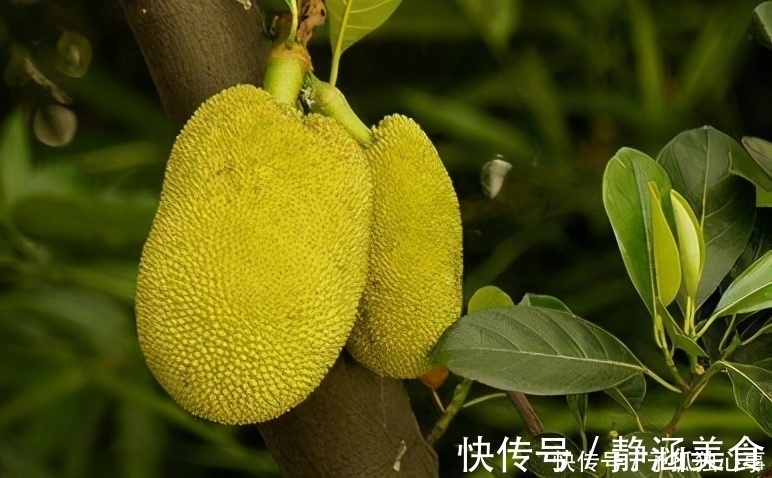 补血|想长寿要靠吃,三种食物不可少,补血活血,提高免疫力