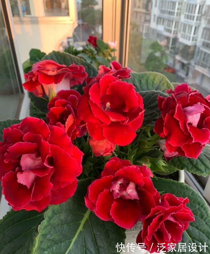 扶桑花|6种“劳模花”，四季花不断，家里养一盆，开花300天