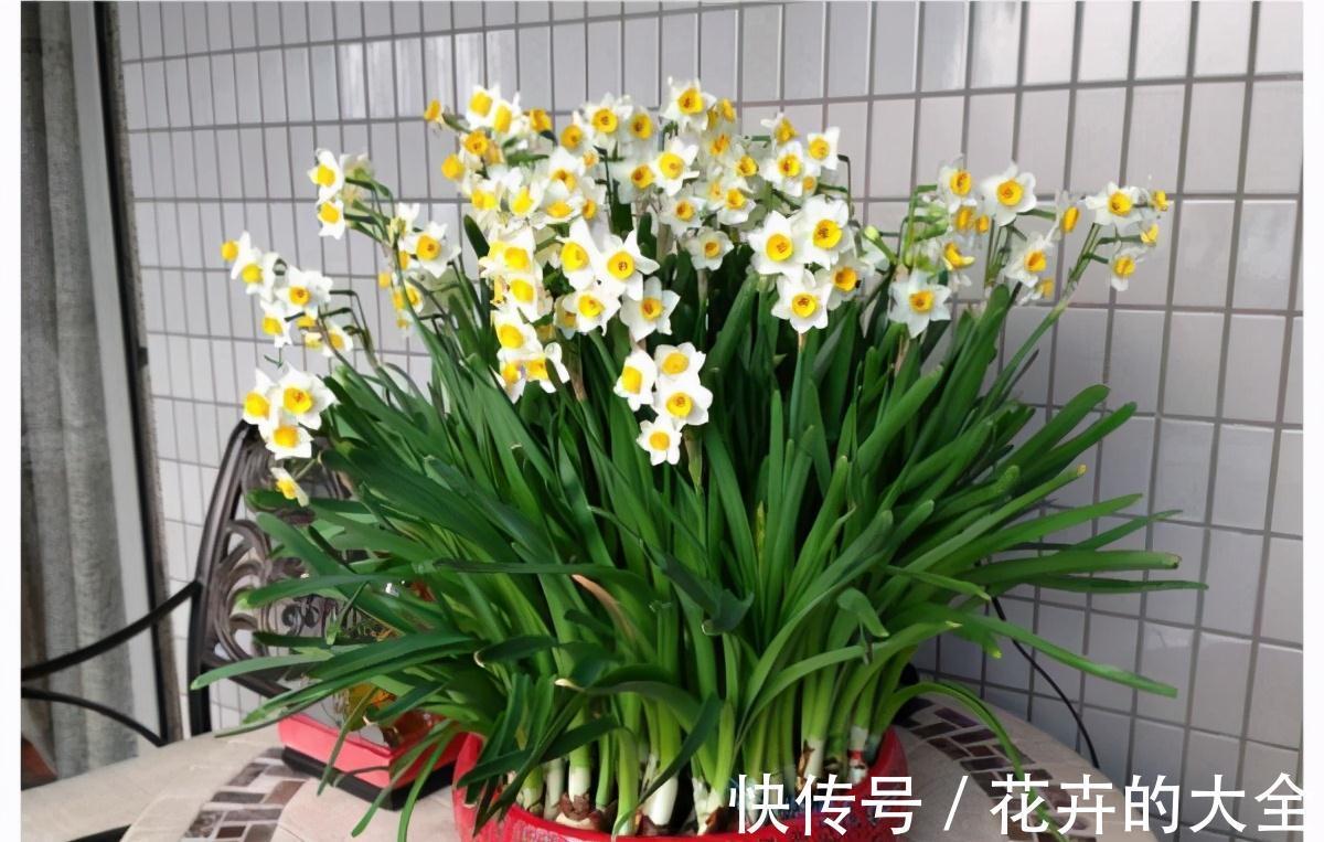 5种“漂亮花”，冬天也开花，趁着现在种，便宜好养活