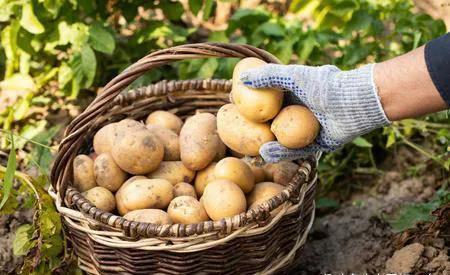 酸辣土豆丝|家里老保姆教我，炒土豆丝的3个诀窍，土豆不坨不粘锅，你不学吗