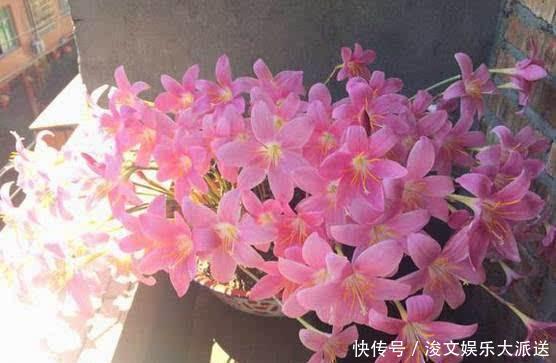 虎皮兰|这“5种肥”，家里都有，撒一把在盆里，花长得旺、开花特别多