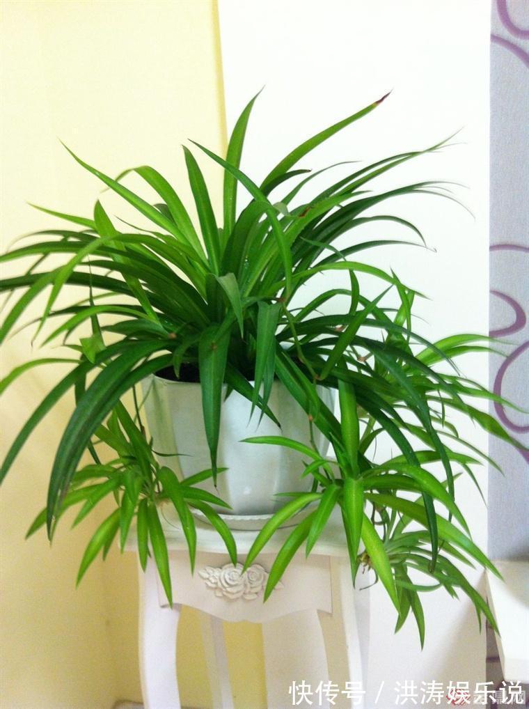 养花用“黄豆肥”臭味浓踏青捡点“万能肥”,无臭味、养啥都旺